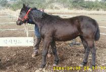 �������� (NEOLBEUN SESANG) ����