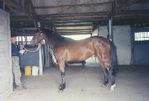 ��û�� (WANGCHEONGPA) ����