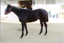 ȿ�� (HYOGWANG) ����