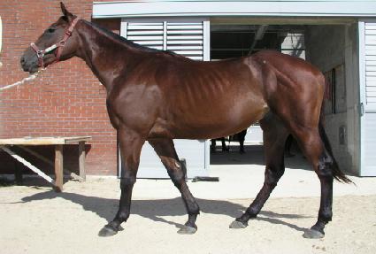 ������ ����