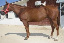 �������� (ALCHAN DAEJEOP) ����