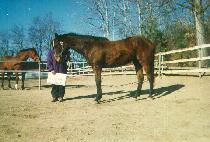 ȭ��Ʈ�� (WHITE QUEEN) ����