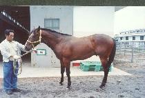 ���� (WINNING) ����