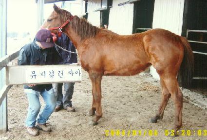 Ʈ���� ����