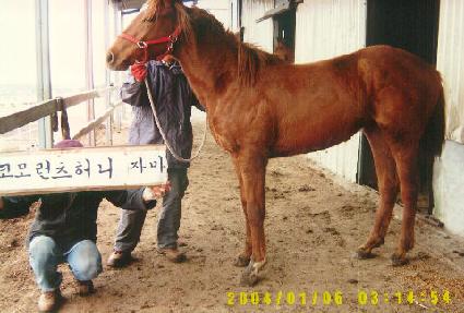 ����屺 ����