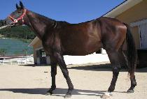 �������� (GAYA JEGUK) ����