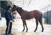 ������Ʈ�� (VERE STRONG) ����