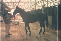 ������ (SEA PIE) ����