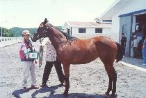 ��Ƽ���̾�Ʈ (BEAUTY GIANT) ����