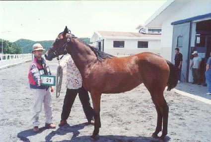 ��Ƽ���̾�Ʈ ����