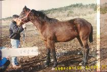 Ǫ������ (PUREUN SEONGUN) ����