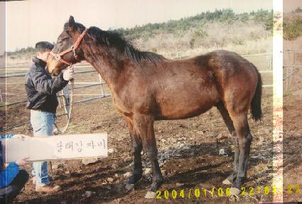 Ǫ������ ����