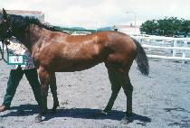 ������ (BINMURI) ����