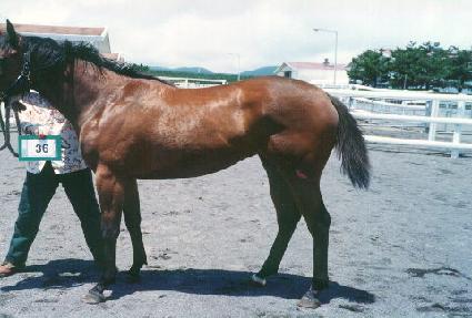 ������ ����