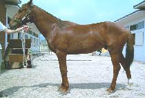 ��ǳ���� (TAEPUNG GANGJA) ����