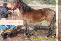 �ұ׸� (FAN GREEN) ����