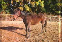 ��ħ�� (ACHIMHAE) ����