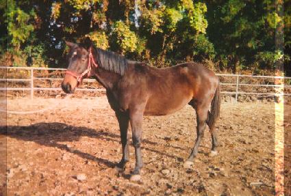 ��ħ�� ����