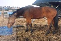 �ൿ���� (HAENGDONG DAEJANG) ����