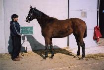 ����Ʈè�� (BEST CHAMP) ����