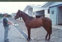 ������ (JEONGJOKSAN) ����