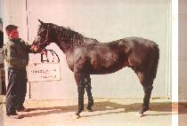 �����Դ� (SUNHANG HAMDAE) ����