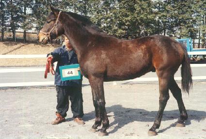 �������� ����