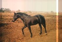 ���ָ� (HAEKJUMEOK) ����