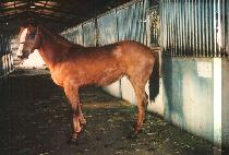 ���ǵ�� (SPEED UP) ����