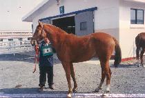 �ϴü� (HANEULSO) ����