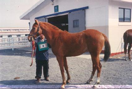 �ϴü� ����