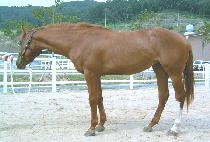 �Ϻ����� (WANBYEOK JOGEON) ����