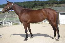 ȭ���Ѿ�ħ (HWARYEOHAN ACHIM) ����