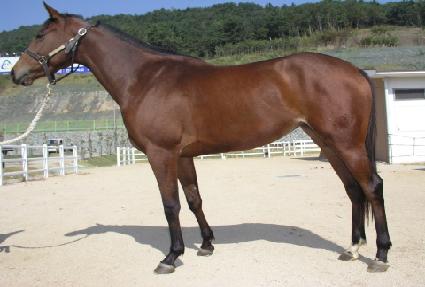 ȭ���Ѿ�ħ ����