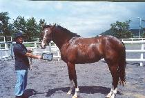 ����Ƽ (SMARTY) ����