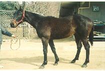 �����Ǹ��� (SEOCHOUIMEONGYE) ����