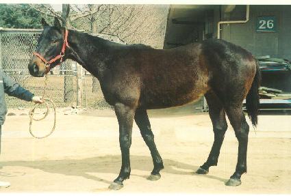 �����Ǹ��� ����