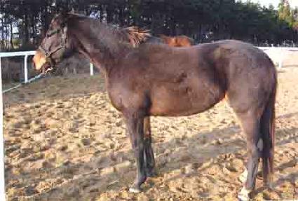 �������� ����