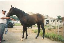 ��ߵ� (KKAPPITTAN) ����