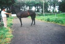 ���Ӻ�õ (GWANGSOK BICHEON) ����