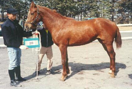 �ݰ����� ����