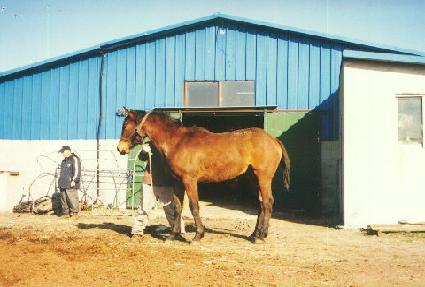 ������ ����