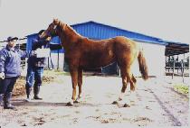 �ְ���� (CHOEGANG JANGSU) ����