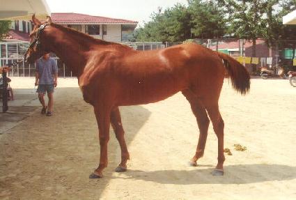 �������� ����