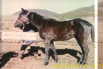 ���ù���� (DAESEUNG CHEOTJUJA) ����