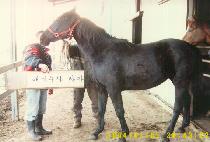 ȸ���ǹ̼� (HOESIMUI MISO) ����