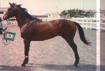 õ�� (CHEONJONG) ����