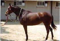 ��Ƽũ (ANTIQUE) ����