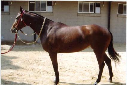 ��Ƽũ ����