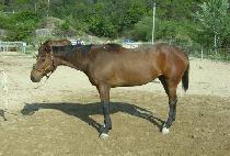 û�ؽź� (CHEONGHAE SINBI) ����